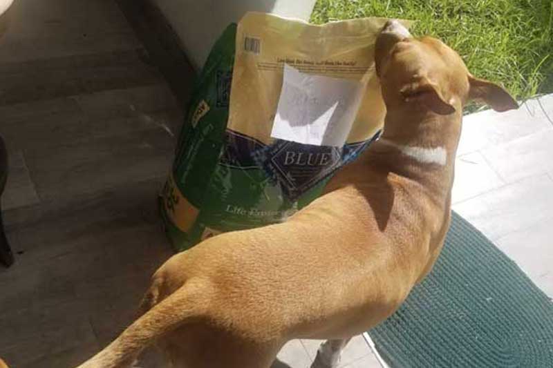 Dog sniffing new food from Pet Food Drive by CHE Network